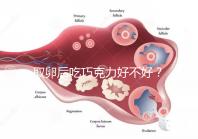 取卵后吃巧克力好不好?食用后的6大益處都在這