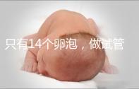 只有14個卵泡，做試管嬰兒到底要不要養囊？