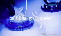 凍胚移植后這幾天最關鍵!一文揭秘重要原因