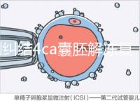 別糾結4ca囊胚解凍復蘇最早幾天能測出了，著床率先了解下
