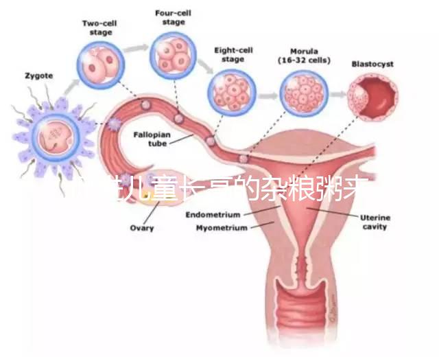 促進(jìn)兒童長(zhǎng)高的雜糧粥來(lái)了,世界公認(rèn)最快長(zhǎng)個(gè)早餐快安排