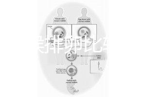 什么時(shí)候排卵比較容易？