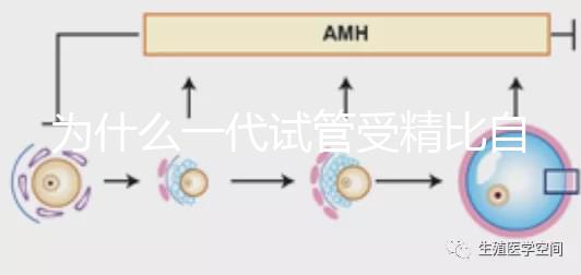 為什么一代試管受精比自然受精更解密？精子和卵子的質量只有一個
