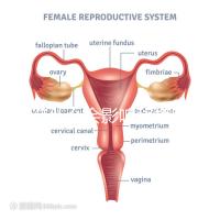 不造什么會影響移植窗口期的結果戳，時間不對著床懸乎