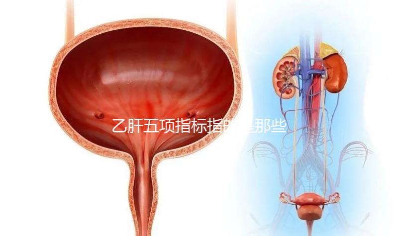 乙肝五項指標指的是那些?核心