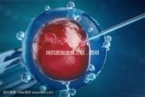 探究胚胎發育之謎，透明帶出現和消失時間有規律