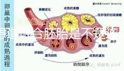 想造融合胚胎是不是連體嬰兒看這，容不容易雙胎一文講清