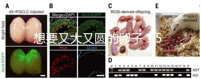 想要又大又圓的卵子？5個(gè)調(diào)理妙招備孕必備！