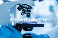 懷孕幾個(gè)月能看出胎兒性別?不清楚的姐妹們都看過(guò)來(lái)!