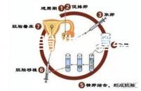文昌哪里能做試管嬰兒？國內做一次成功率有多高？
