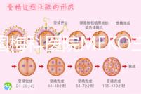 泰國梅科醫院MEKO三代試管嬰兒,不靠中介翻譯安心好孕