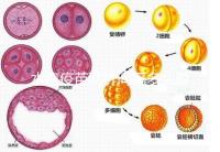 水痘疫苗兩針間隔多久有規定，第二針什么時候按年齡來算