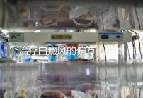 治療白癜風(fēng)的偏方（白癜風(fēng)民間土方）