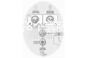 如何回答8個囊胚的三代篩查淘汰率？剩下幾篇文章可以說清楚