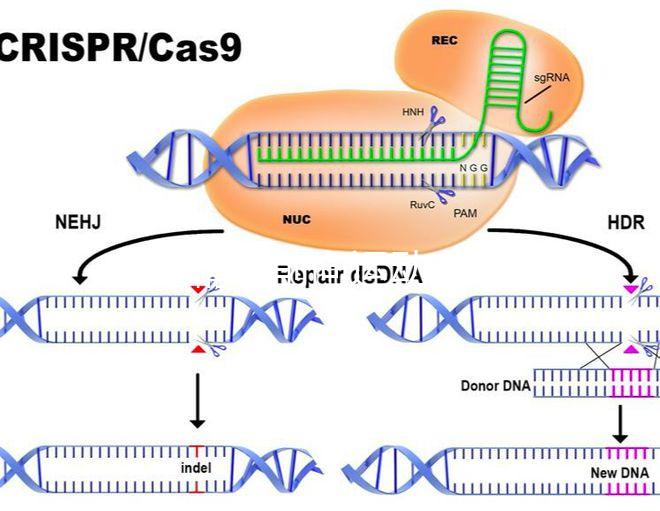 如果精子前向運動率低于19,就不要看這個弱精子看完了嗎?
