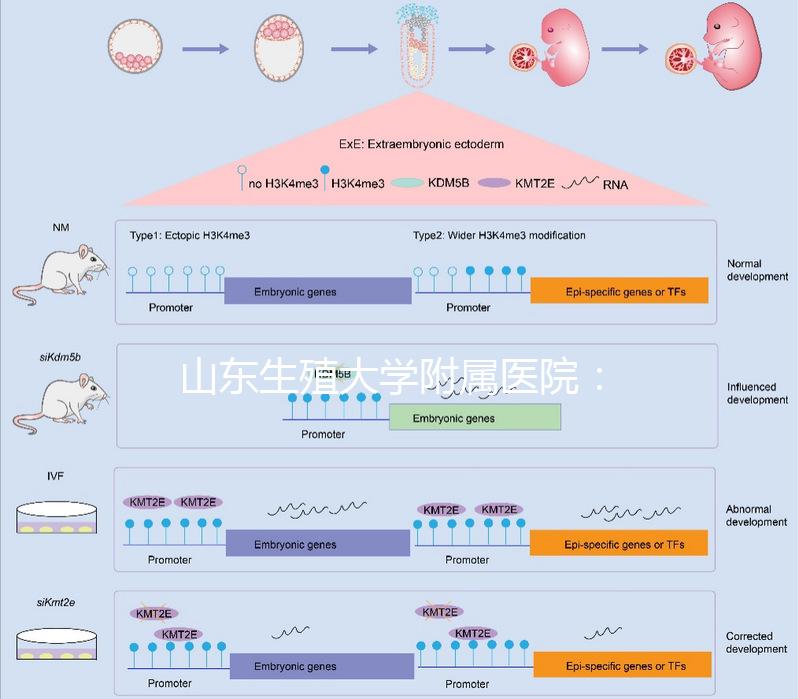 山東生殖大學附屬醫院:試管成功率高達55%的研究中心