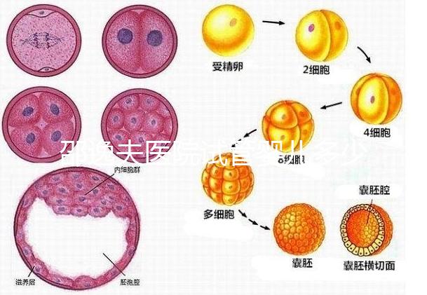 邵逸夫醫(yī)院試管嬰兒多少錢？全部費用明細為你一一列出