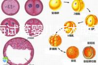 青海試管嬰兒技術助孕二胎 2家醫院費用