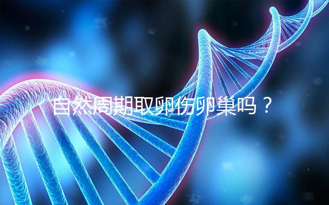 自然周期取卵傷卵巢嗎？對女性的這3大影響不能忽視