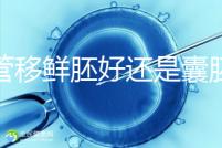 試管移鮮胚好還是囊胚好(3天鮮胚和5天囊胚的區(qū)別)