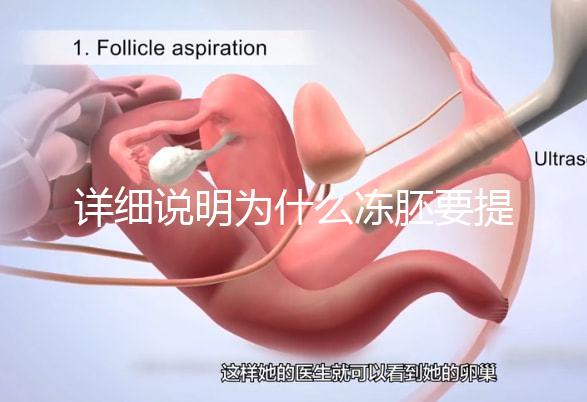 詳細(xì)說(shuō)明為什么凍胚要提前一兩天解凍,有沒(méi)有影響一目了然