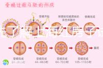 預先了解上海紅房子試管建檔流程,最快當天可定方案