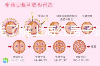 預先了解上海紅房子試管建檔流程，最快當天可定方案