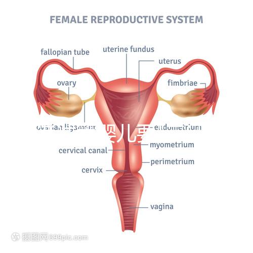 香港試管嬰兒要