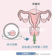 馬賽克胚胎形成原因解析，關(guān)于pgs嵌合體的那些事