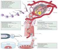 O型血試管流產(chǎn)的概率來了，不知道該怎么辦