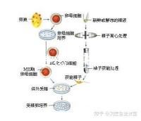 2024年安徽三孩產(chǎn)假政策更新,提前多久休息自然分娩或剖腹產(chǎn)?