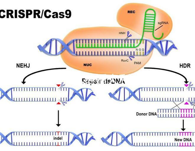 2024年龍結(jié)婚大利月的好答案在這里，想結(jié)婚