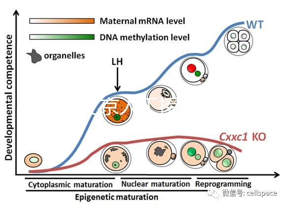 2024北京人工授精私立醫(yī)院排名專欄，哪家好看完有數